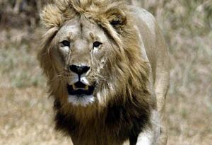 Planète - A peine 250 lions adultes encore vivants en Afrique de l'ouest