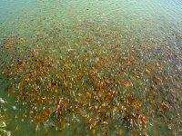 Aïn Defla -  50.000 alevins de carpe argentée lâchés dans le barrage d’Ouled Mellouk en 2013