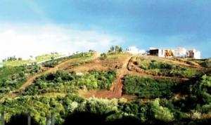 El Hadaik (Skikda) - Environnement agressé à Boulekroud 2:  Des arbres abattus et des habitants révoltés