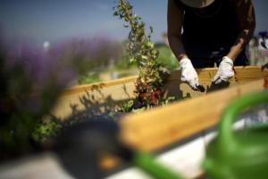 Planète - Bécher, biner et cultiver la citrouille: Berlin se met aux jardins potagers