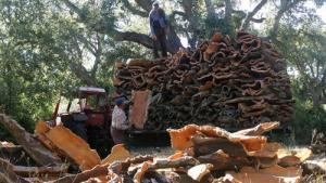 Algérie - Subériculture: Un accord et des appréhensions