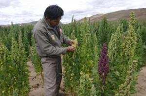 Planète - Une plante vieille de 5.000 ans:  Le quinoa, vous connaissez?   Lutte contre la désertification et la malnutrition