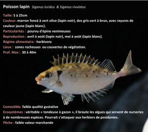 Skikda -  Alerte au poisson toxique