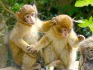 Gorges de la Chiffa - Le citoyen ne respecte pas la nature  Apprivoisement du singe magot