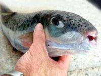 Jijel - Mise en garde contre la consommation du poisson lapin