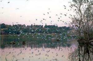 Zone humide de Réghaïa -  Sarcelles, flamants, dorades menacés par la pollution urbaine et industrielle