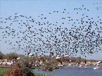 Tizi-Ouzou - Plus de 3.700 oiseaux d’eau recensés en janvier