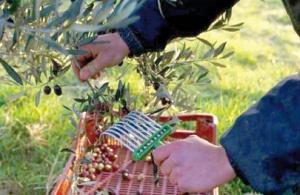 Oleiculture : L’’Algérie ambitionne de retrouver sa place au sein de la Méditerranée  Objectif: atteindre un million d’hectares