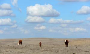 Planète - En Californie, les éleveurs implorent le ciel de mettre fin à la sécheresse