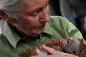Planète - Jane Goodall: La Chine pille l'Afrique comme les colonisateurs l'avaient fait