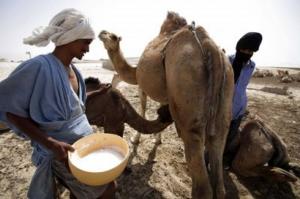 Plusieurs projets pour développer l’exploitation du lait de chamelle à Tindouf