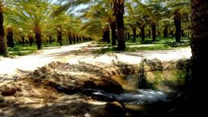 Plus de 7.600 touristes étrangers ont visité la wilaya de Biskra en 2013