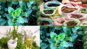 Vendeuses de plantes médicinales à Blida: Gagner sa vie en rendant service