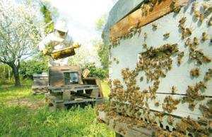 Sidi Bel-Abbès -  Une production de 420 q de miel en 2013