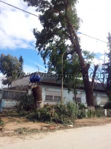 A Brea (Abou-Tachfine) On acheve bien les arbres