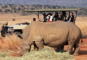 Afrique - Des rhinocéros sud-africains transférés au Botswana pour fuir le braconnage