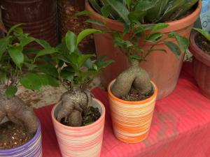 Blida ville des Roses.