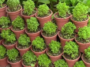 Blida ville des Roses.