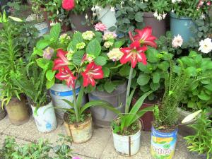 Blida ville des Roses.