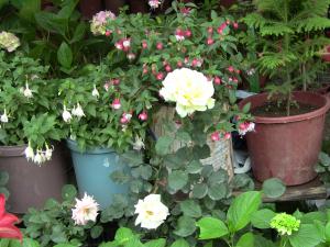 Blida ville des Roses.