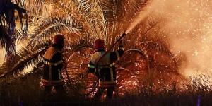 Tahart (Abalessa) - 340 palmiers dattiers ravagés par les flammes