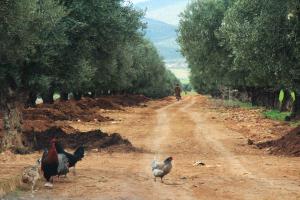 Ouled mimoune commune de Tahmoumine