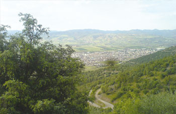 Aïn Defla, Forêts : Une branche d’avenir