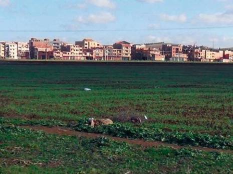 Wilaya de Bouira -  La surface agricole se rétrécit