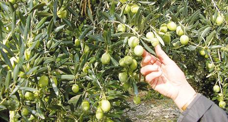 Saison oléicole à Béjaïa :  Fin de la cueillette des olives à Ath Waghlis