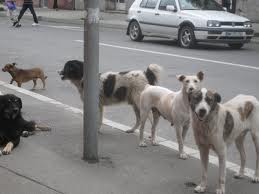 Constantine - Cité Zouaghi: Des meutes de chiens menacent les habitants