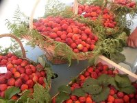 La fraise de Jijel ambitionne de s’exporter sur les marchés extérieurs
