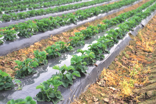 Une station de l’ITCMI pour booster la production de fraises à Jijel