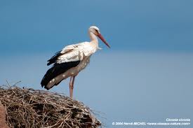 Ibn Ziad - La  cigogne blanche est parmi nous en ce début d’année 2014