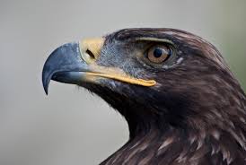 La police récupère un aigle royal volé à El Bayadh