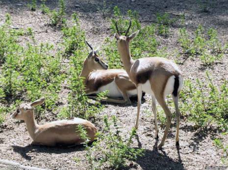 Contrebande et braconnage à Tébessa: La faune en voie de disparition