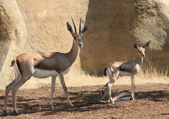 CHLEF -  La gazelle de Cuvier aux portes de Ouled Ben Abdelkader
