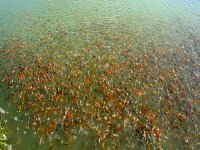 Aïn Defla -  50.000 alevins de carpe argentée lâchés dans le barrage d’Ouled Mellouk en 2013