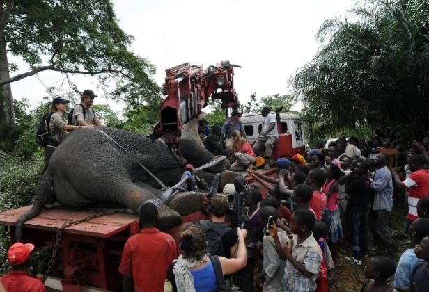 Afrique - Opération survie pour des éléphants déplacés en Côte d'Ivoire