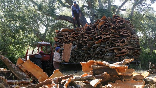 Algérie - Subériculture: Un accord et des appréhensions