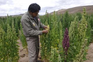 Planète - Une plante vieille de 5.000 ans:  Le quinoa, vous connaissez?  