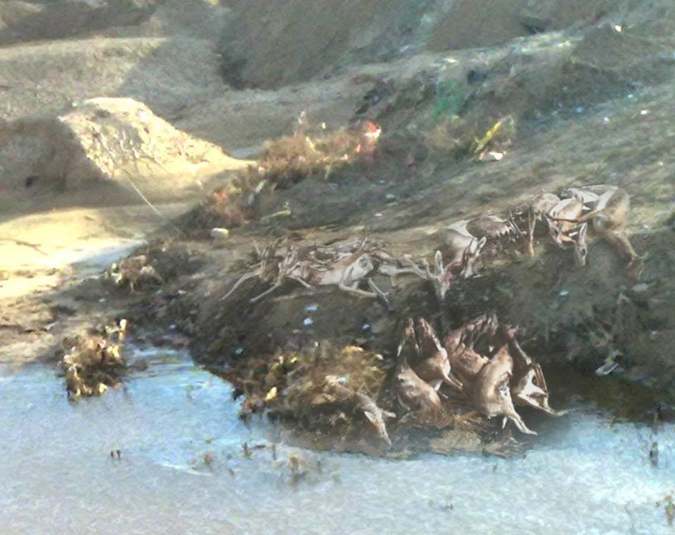 امراء الخليج يدمرون ثروثنا الحيوانية