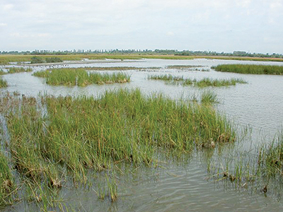 Zones humides d’Oran: Les pollueurs seront-ils poursuivis en justice?