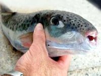 Jijel - Mise en garde contre la consommation du poisson lapin