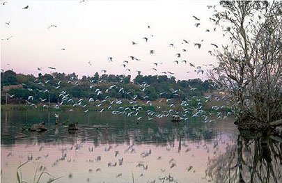 Zone humide de Réghaïa -  Sarcelles, flamants, dorades menacés par la pollution urbaine et industrielle