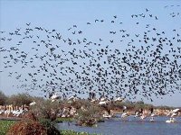 Tizi-Ouzou - Plus de 3.700 oiseaux d’eau recensés en janvier