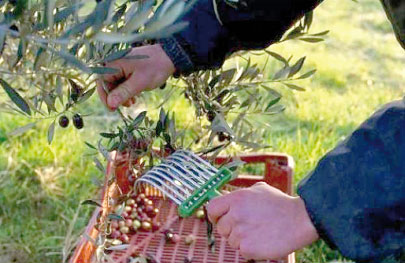 Oleiculture : L’’Algérie ambitionne de retrouver sa place au sein de la Méditerranée 