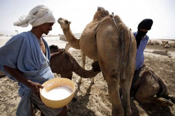 Plusieurs projets pour développer l’exploitation du lait de chamelle à Tindouf