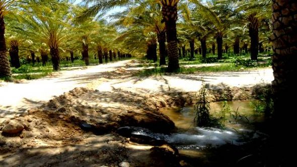 Plus de 7.600 touristes étrangers ont visité la wilaya de Biskra en 2013