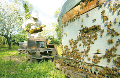 Sidi Bel-Abbès -  Une production de 420 q de miel en 2013