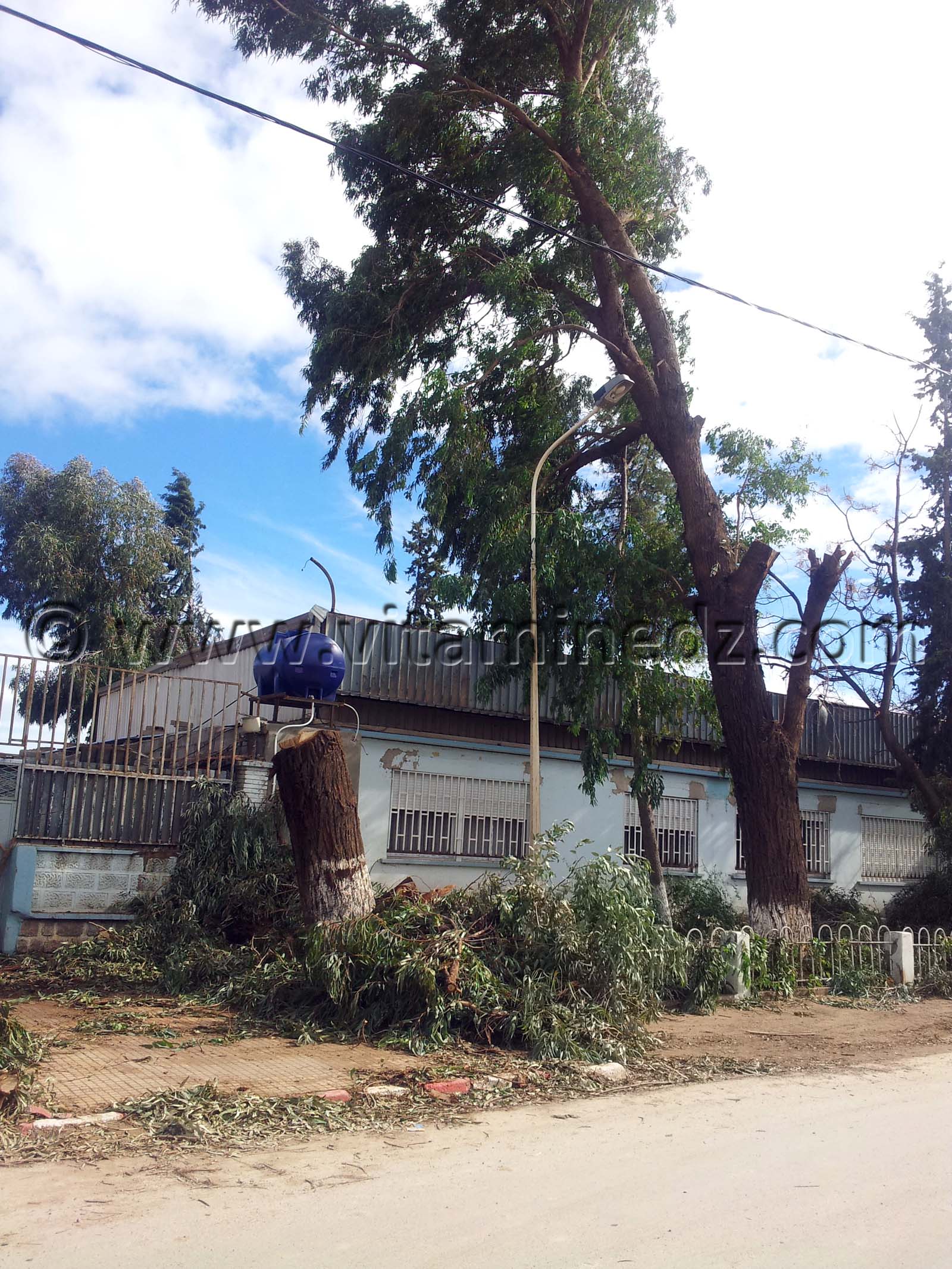 A Brea (Abou-Tachfine) On acheve bien les arbres